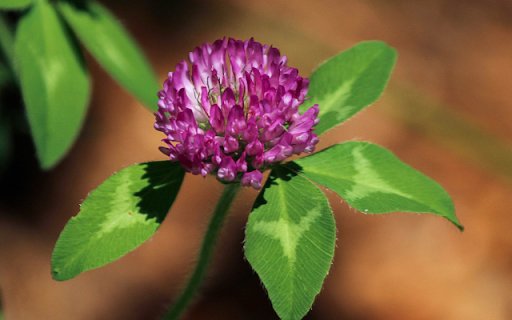 Medium Red Clover – Nature’s Blend of Beauty and Benefits  from Chrome web store to be run with OffiDocs Chromium online