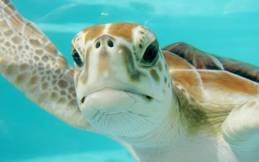 Mexico turtle swim underwater from Chrome web store to be run with OffiDocs Chromium online Mexico turtle swim underwater from Chrome web store to be run with OffiDocs Chromium online