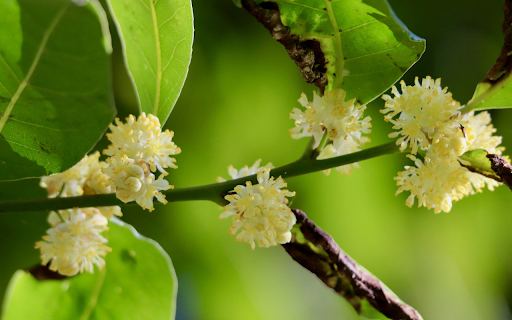 Milky White Flower Branch  from Chrome web store to be run with OffiDocs Chromium online Milky White Flower Branch  from Chrome web store to be run with OffiDocs Chromium online