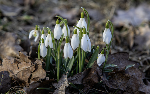 Milky white flower cluster from Chrome web store to be run with OffiDocs Chromium online Milky white flower cluster from Chrome web store to be run with OffiDocs Chromium online