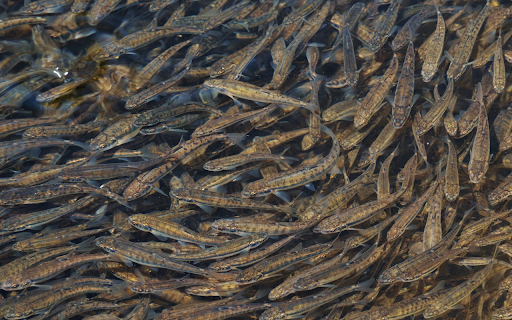 Millions of fish  from Chrome web store to be run with OffiDocs Chromium online