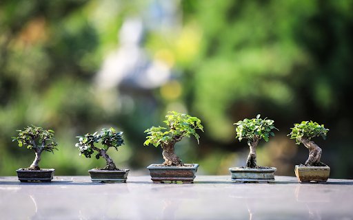 Mini bonsai  from Chrome web store to be run with OffiDocs Chromium online