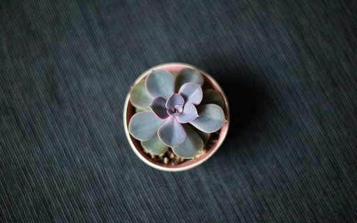 Minimal Succulent  from Chrome web store to be run with OffiDocs Chromium online