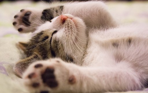 Mischievous kitten  from Chrome web store to be run with OffiDocs Chromium online