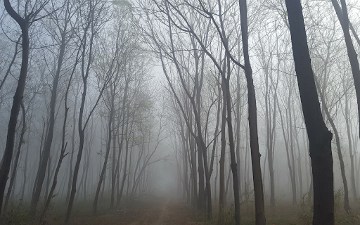 Mist covers the eastern forest  from Chrome web store to be run with OffiDocs Chromium online