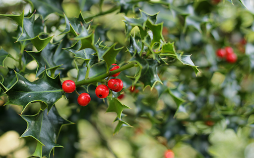 Mistletoe  from Chrome web store to be run with OffiDocs Chromium online