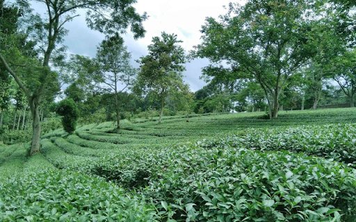 Mỹ Lệ Tea Hill – A Serene Green Paradise in the Highlands  from Chrome web store to be run with OffiDocs Chromium online
