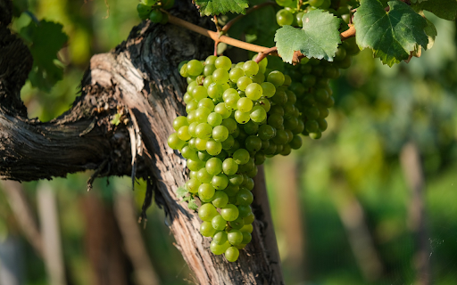 MMany green grapes  from Chrome web store to be run with OffiDocs Chromium online