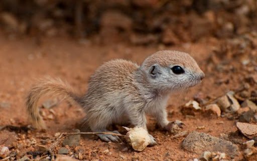 Mohave Ground Squirrel Theme – A Rare Desert Explorer  from Chrome web store to be run with OffiDocs Chromium online