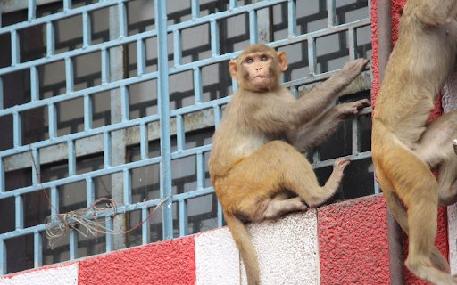 Monkey climbing  from Chrome web store to be run with OffiDocs Chromium online