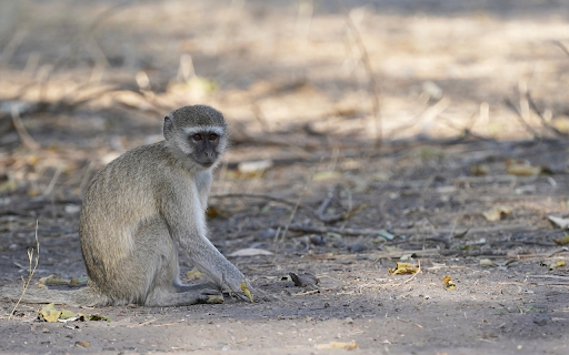 Monkey Sitting on the Ground  from Chrome web store to be run with OffiDocs Chromium online
