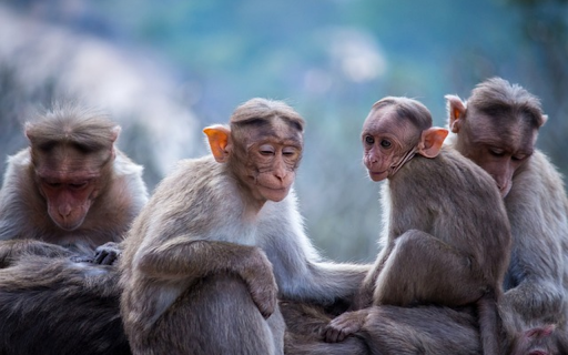 MONKEYS THEME  from Chrome web store to be run with OffiDocs Chromium online