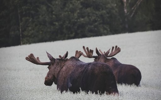 Moose in the Misty Meadow  from Chrome web store to be run with OffiDocs Chromium online