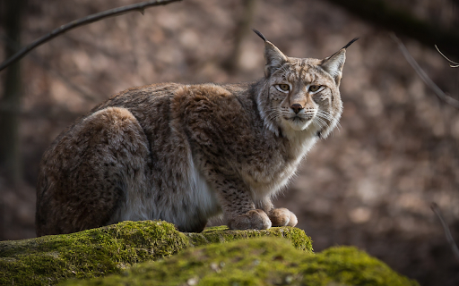 Mèo rừng  from Chrome web store to be run with OffiDocs Chromium online