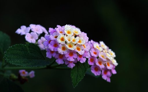 Morning Dew on Lantana  from Chrome web store to be run with OffiDocs Chromium online