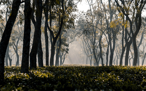 Morning Light Through the Trees  from Chrome web store to be run with OffiDocs Chromium online