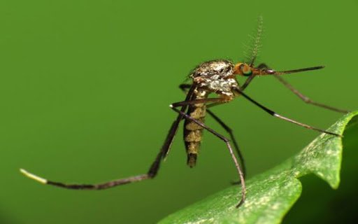 mosquito wallpaper  from Chrome web store to be run with OffiDocs Chromium online