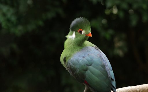 Moss feathered bird  from Chrome web store to be run with OffiDocs Chromium online