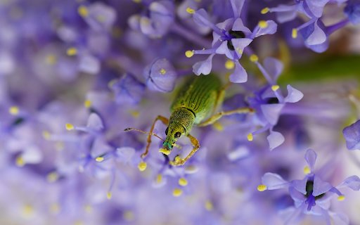 Moss Green Beetle  from Chrome web store to be run with OffiDocs Chromium online