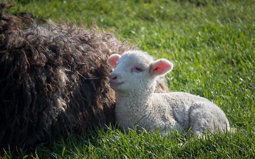 Mother and baby lamb  from Chrome web store to be run with OffiDocs Chromium online
