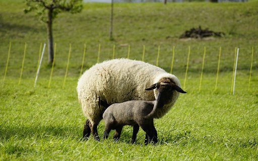 Mother and baby sheep go looking for food  from Chrome web store to be run with OffiDocs Chromium online