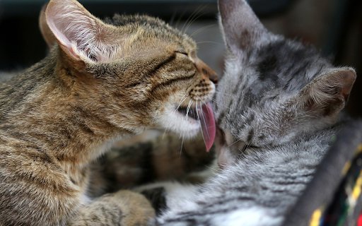 Mother and daughter tabby cat  from Chrome web store to be run with OffiDocs Chromium online
