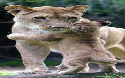 mother lion and cub wallpaper  from Chrome web store to be run with OffiDocs Chromium online mother lion and cub wallpaper  from Chrome web store to be run with OffiDocs Chromium online
