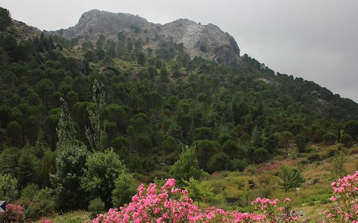 Mountains and flowers  from Chrome web store to be run with OffiDocs Chromium online