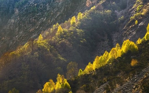 MOUNTAIN TREE FOREST THEME  from Chrome web store to be run with OffiDocs Chromium online