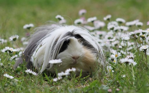 Mouse in the flower meadow  from Chrome web store to be run with OffiDocs Chromium online