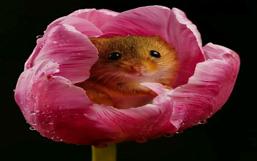 Mouse in tulips wallpaper  from Chrome web store to be run with OffiDocs Chromium online