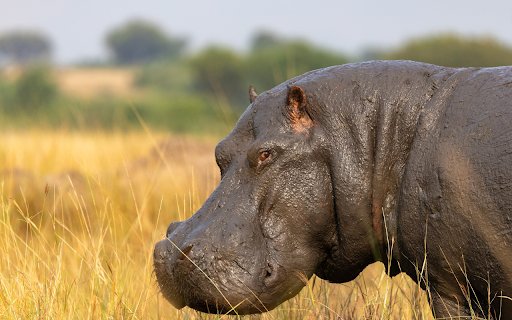 Muddy Hippo from Chrome web store to be run with OffiDocs Chromium online Muddy Hippo from Chrome web store to be run with OffiDocs Chromium online
