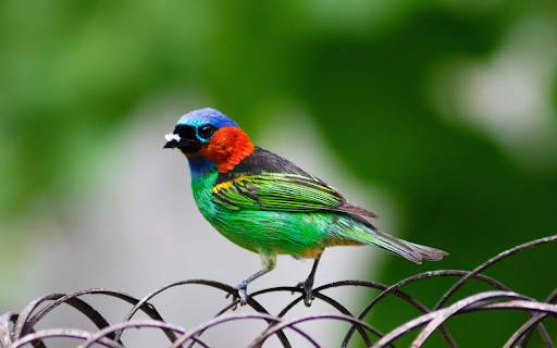 Multicolored bird  from Chrome web store to be run with OffiDocs Chromium online