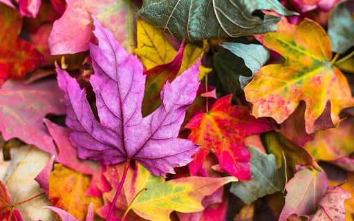 Multicolored leaves  from Chrome web store to be run with OffiDocs Chromium online