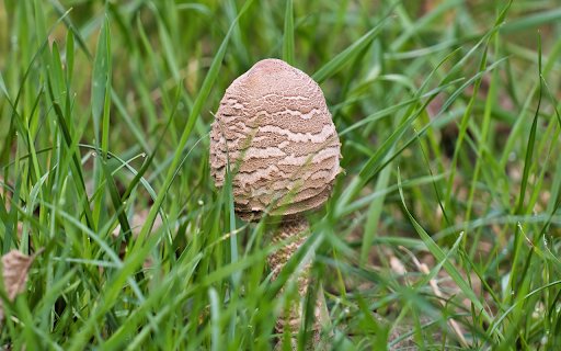 Mushrooms and grass  from Chrome web store to be run with OffiDocs Chromium online