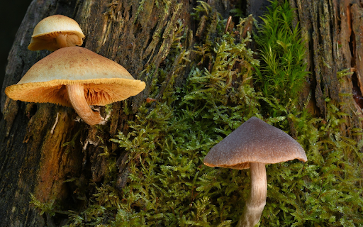 Mushrooms grow on tree trunks  from Chrome web store to be run with OffiDocs Chromium online