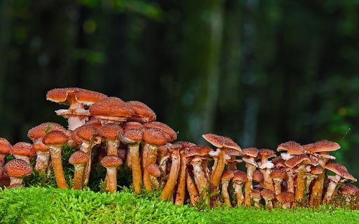 Mushrooms jostle each other  from Chrome web store to be run with OffiDocs Chromium online