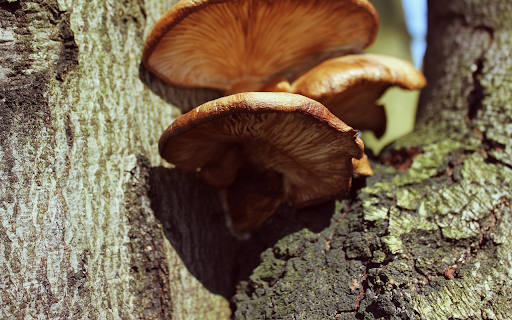 Mushrooms on Tree Bark  from Chrome web store to be run with OffiDocs Chromium online