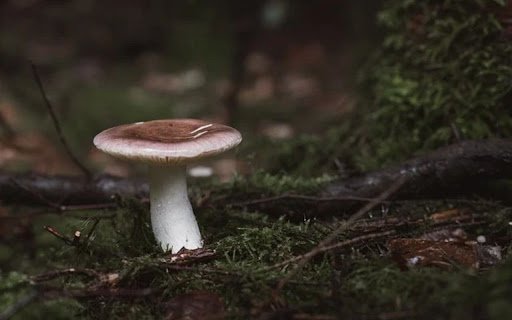 MUSHROOM Theme from Chrome web store to be run with OffiDocs Chromium online MUSHROOM Theme from Chrome web store to be run with OffiDocs Chromium online