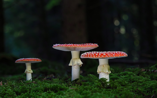 Mushroom wears a dress  from Chrome web store to be run with OffiDocs Chromium online