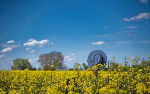 mustard flower field  from Chrome web store to be run with OffiDocs Chromium online