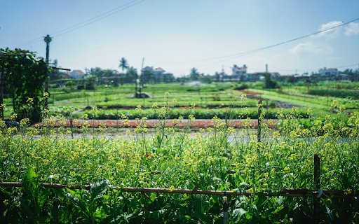 Chrome 网上应用店中的芥菜花园将与 OffiDocs Chromium 在线运行