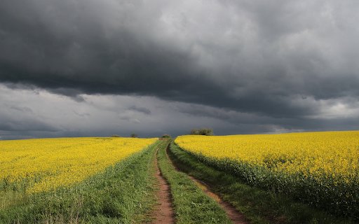 Mustard flower road from Chrome web store to be run with OffiDocs Chromium online Mustard flower road from Chrome web store to be run with OffiDocs Chromium online