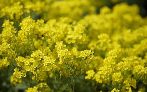 Mustard flowers bloom brilliantly  from Chrome web store to be run with OffiDocs Chromium online