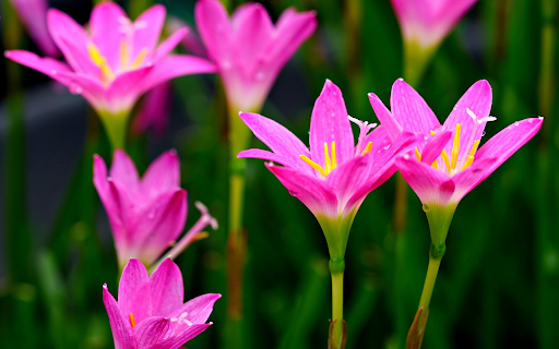 Nail Petals  from Chrome web store to be run with OffiDocs Chromium online