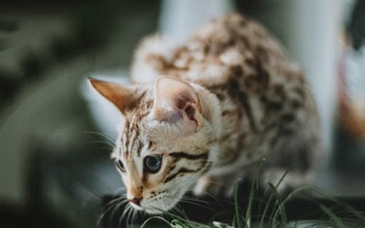 NATURAL CAT THEME  from Chrome web store to be run with OffiDocs Chromium online