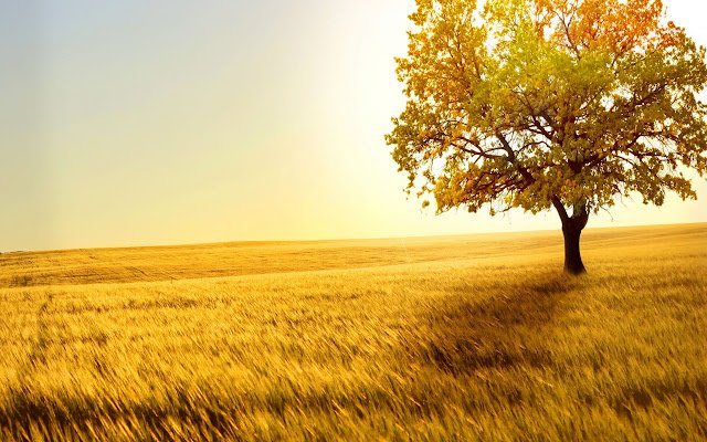NatureTheme  from Chrome web store to be run with OffiDocs Chromium online