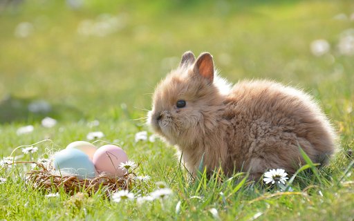 Nest of eggs and baby rabbits  from Chrome web store to be run with OffiDocs Chromium online