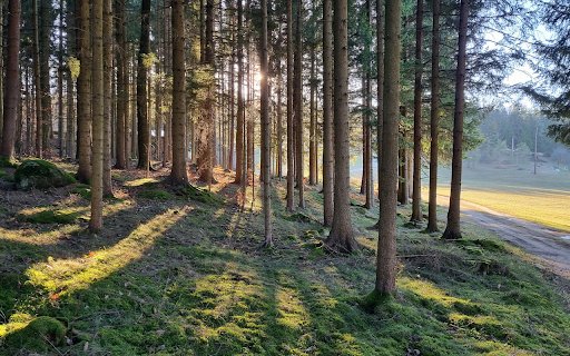 New forest  from Chrome web store to be run with OffiDocs Chromium online