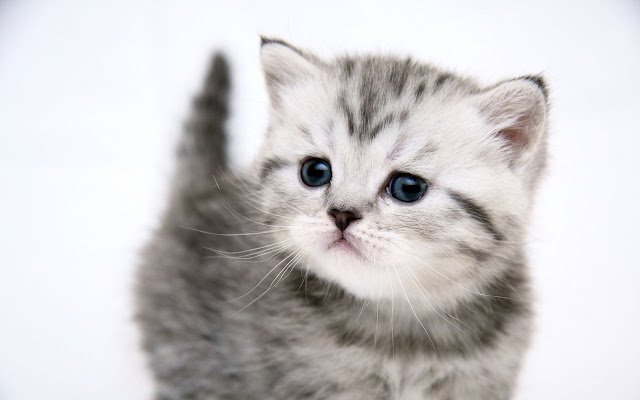 Nice Kitten White Theme V din magazinul web Chrome va fi rulat cu OffiDocs Chromium online